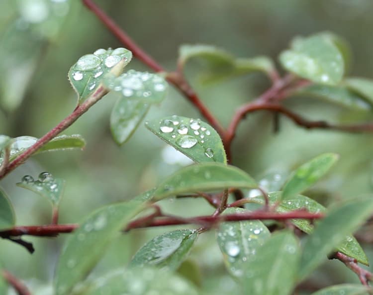 Rain Water Drops on Leaves