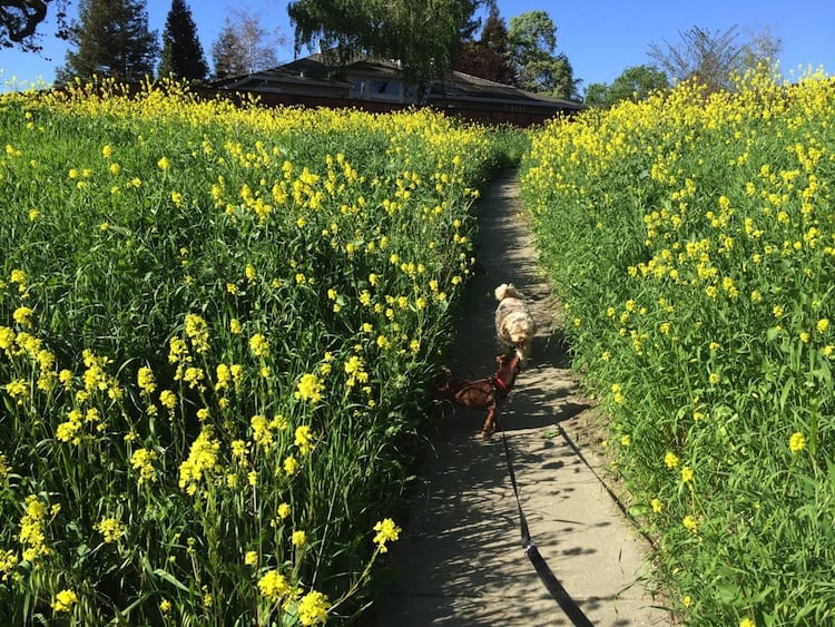 Dogs walking among yellow mustard flowers in Danville, CA