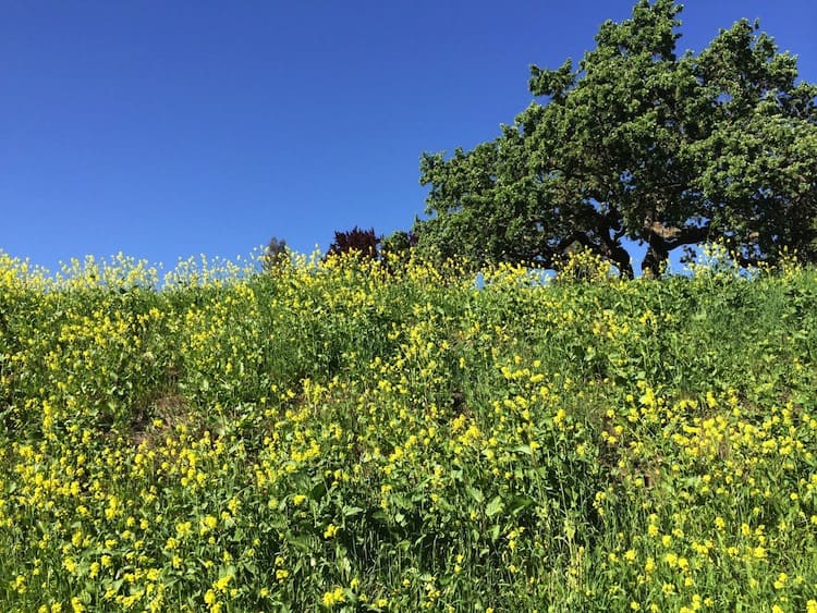 Yellow Mustard Flowers in Danville, CA