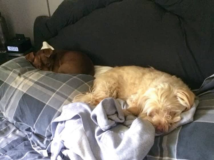 Dogs Hogging Bed Pillows