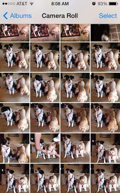 Grid of Dog Pictures