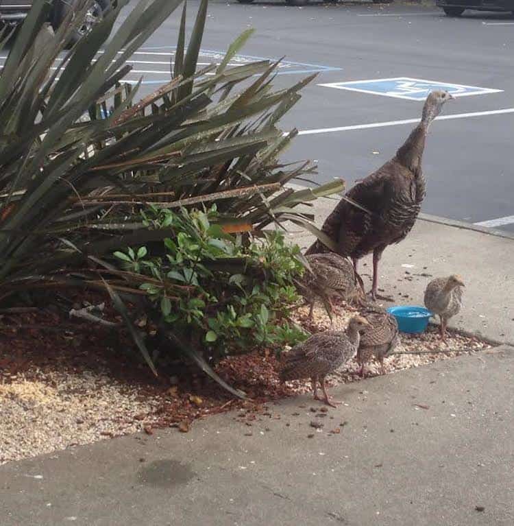 Turkey and baby turkeys