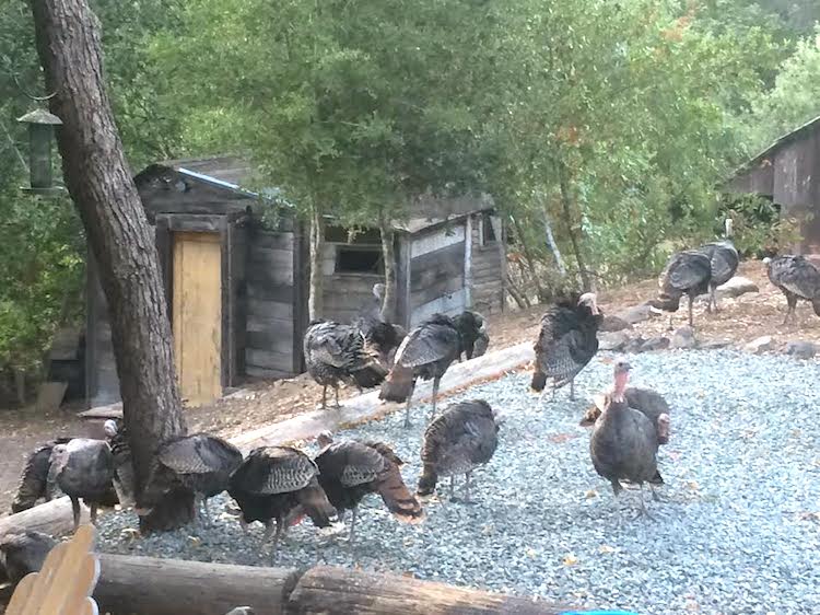 Wild Turkeys