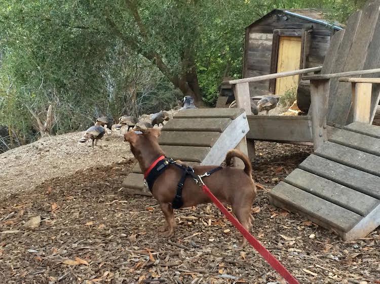 Max Watching Turkeys