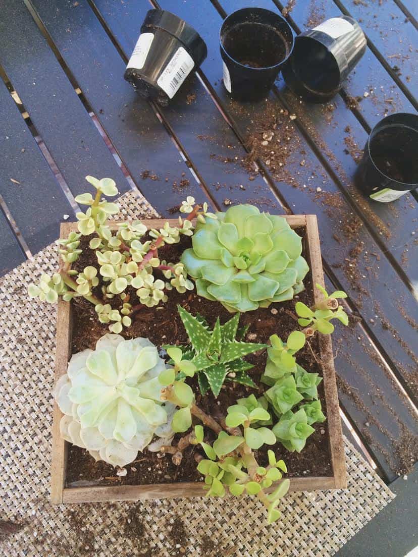 Succulent Garden