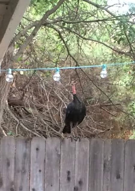 Turkey on the Fence