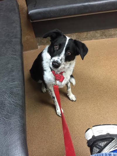 Jake at the vet