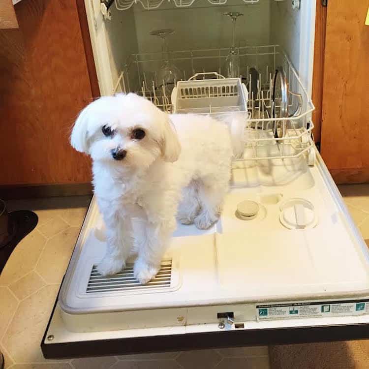 Dog in dishwasher