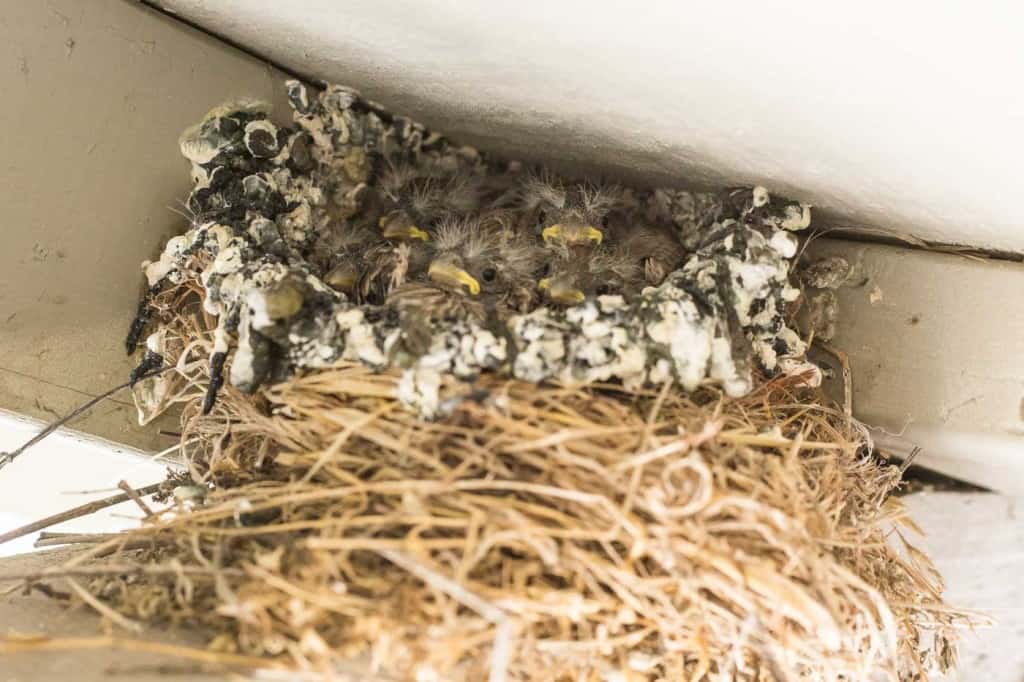 Baby Birds in Nest