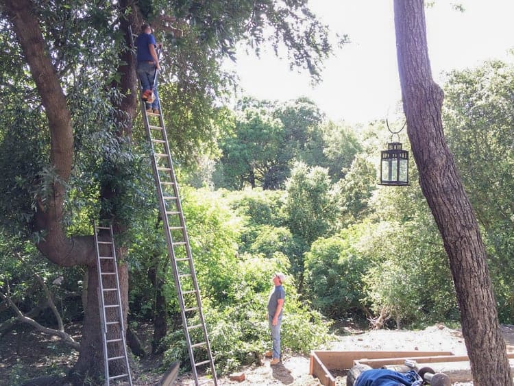 Cutting Down Tree