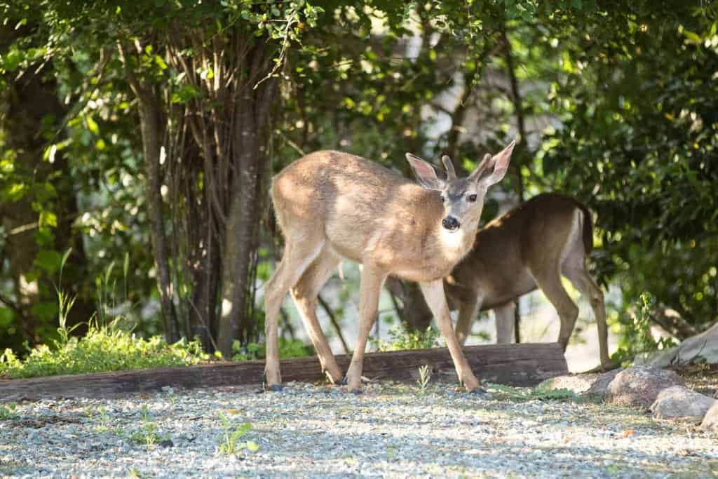 Deer in our front yard