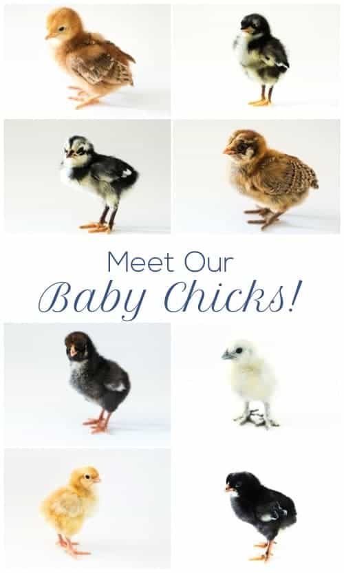 Raising Baby Chicks, Week 1