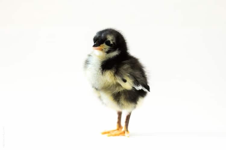 Raising baby chicks, week 1