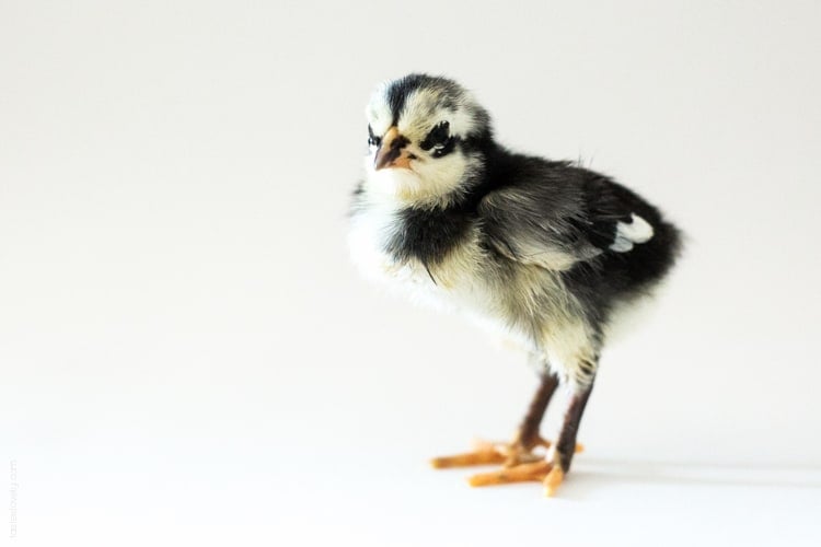 Raising baby chicks, week 1