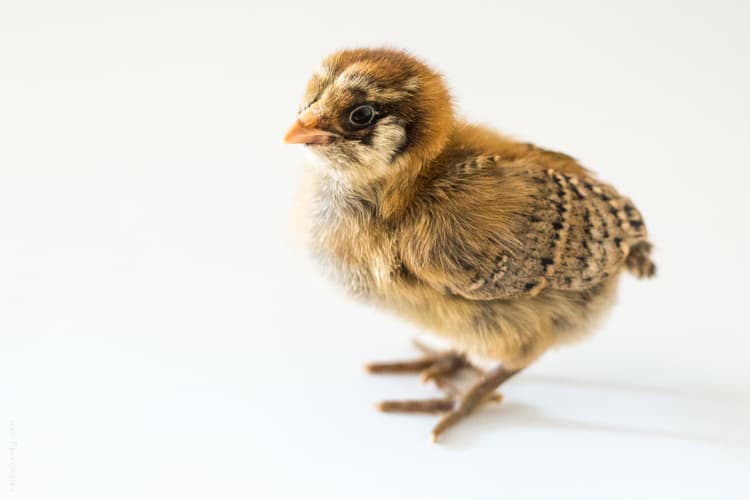 Raising baby chicks, week 1