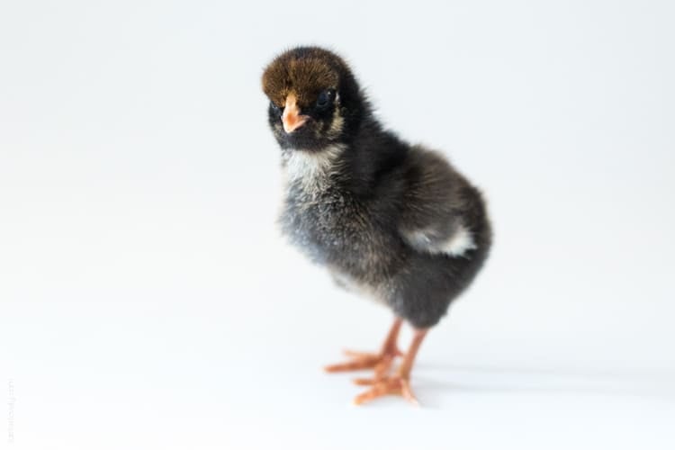 Raising baby chicks, week 1