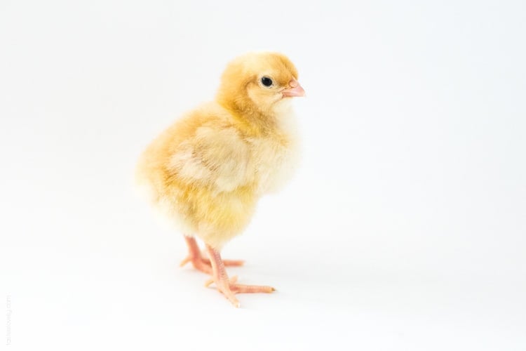 Raising baby chicks, week 1