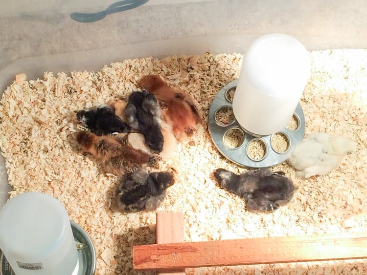Raising baby chicks, week 1