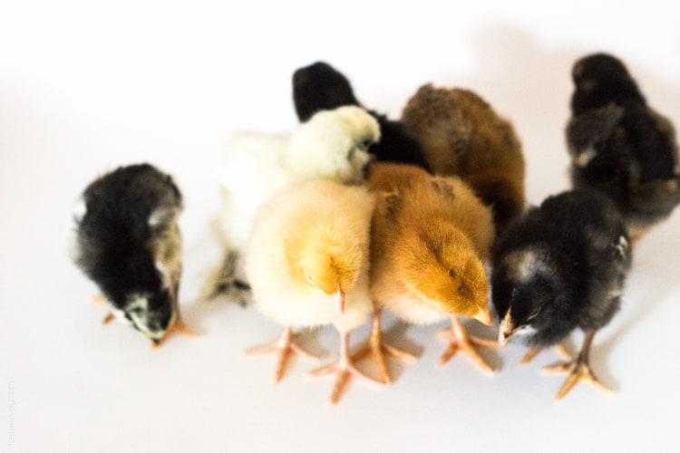 Raising baby chicks, week 1