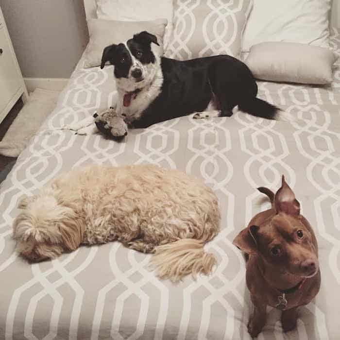 Dogs on Bed