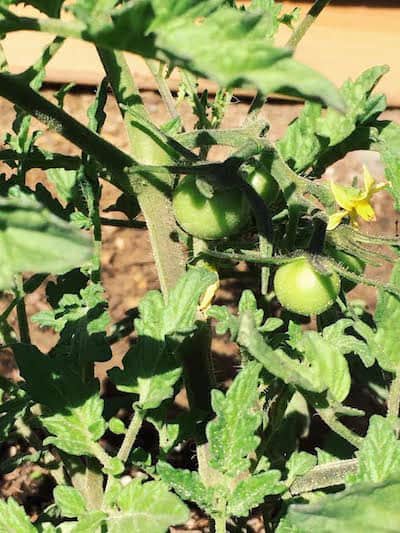 First Tomatoes