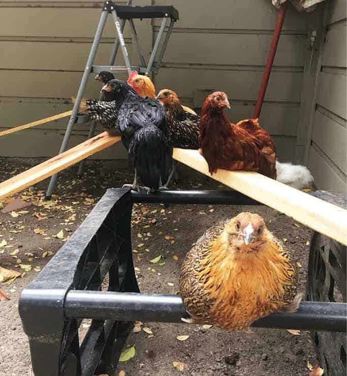 Chickens Playground