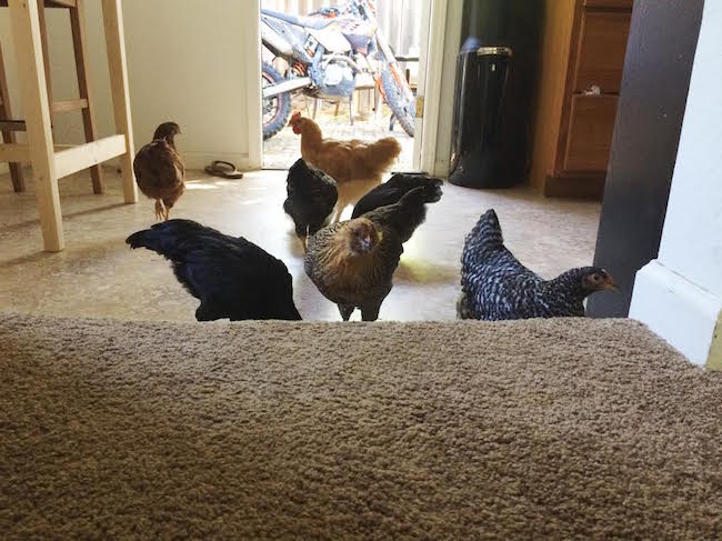 Chickens in the Kitchen
