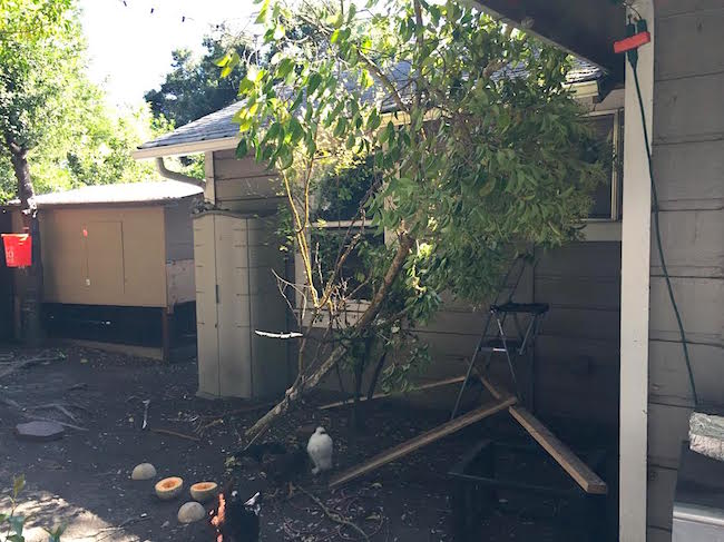 Fallen Tree Branch