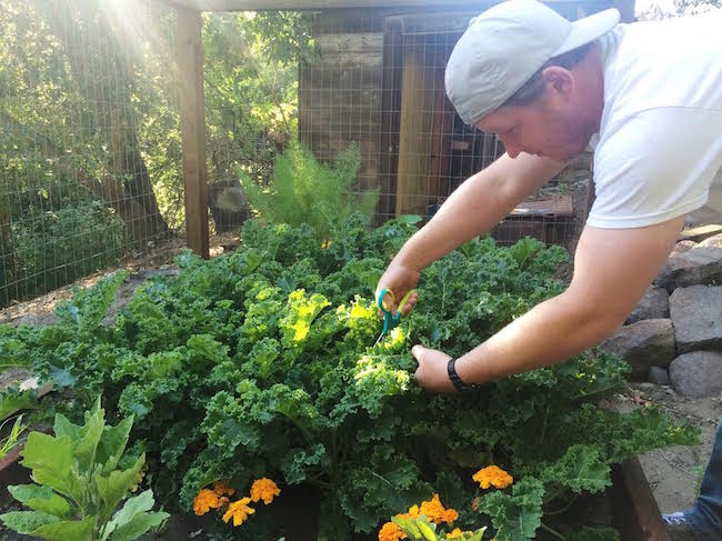 Kale in Garden