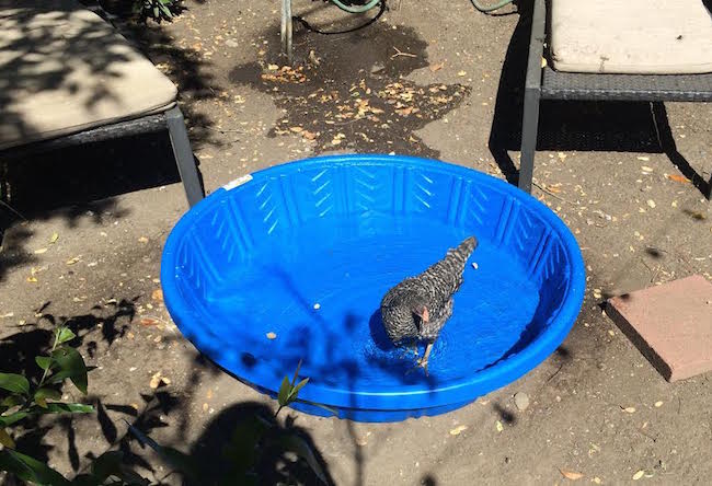 Chicken in a pool