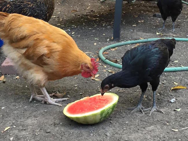 Chickens Eating Watermelon