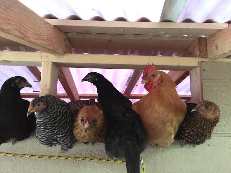 Chickens Squeezed in Window