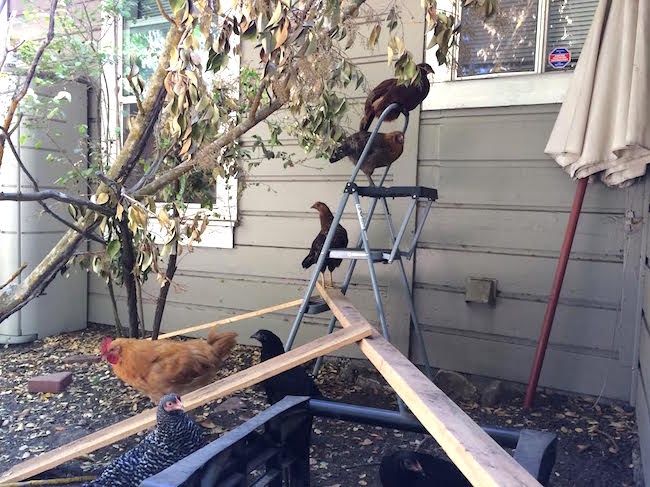 Chickens on a ladder