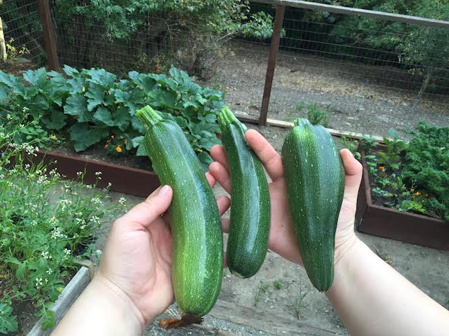 Zucchini Raised Bed